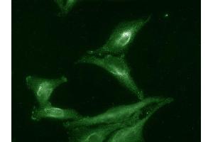 Immunofluorescence (fixed cells) (IF/ICC) image for anti-Activator of HSP90 ATPase Activity 1 (AHSA1) antibody (APC) (ABIN2481471)