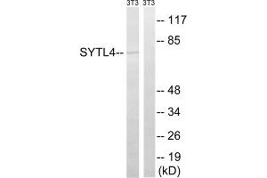 Western blot analysis of extracts from 3T3 cells, using SYTL4 antibody. (SYTL4 抗体  (Internal Region))