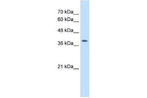 WB Suggested Antibody Titration:  2. (STRAP 抗体  (C-Term))