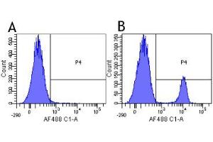 Flow-cytometry using anti-CD19 antibody HD37   Human lymphocytes were stained with an isotype control (panel A) or the rabbit-chimeric version of HD37 ( panel B) at a concentration of 1 µg/ml for 30 mins at RT. (Recombinant CD19 抗体)