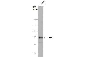 WB Image CHFR antibody detects CHFR protein by western blot analysis. (CHFR 抗体  (C-Term))