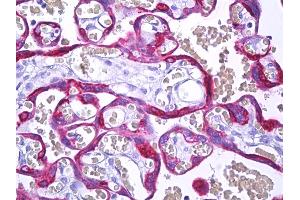 Anti-MFGE8 / MFG-E8 antibody IHC of human placenta, trophoblast.