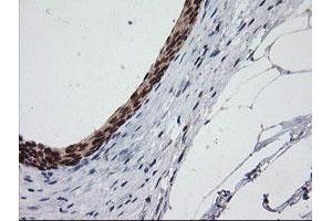 Image no. 1 for anti-Chromosome 2 Open Reading Frame 62 (C2orf62) antibody (ABIN1497053) (C2orf62 抗体)