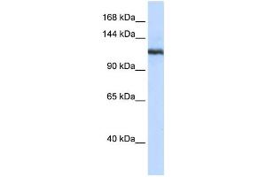 Western Blotting (WB) image for anti-Phospholipase A2, Group IVB (Cytosolic) (PLA2G4B) antibody (ABIN2458326) (PLA2G4B 抗体)