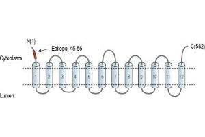 Representative domain view of the target of ABIN7043682.