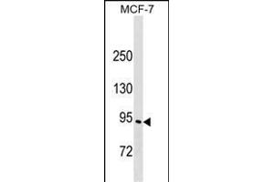 ELMO3 Antibody (C-term) (ABIN1537494 and ABIN2849302) western blot analysis in MCF-7 cell line lysates (35 μg/lane). (ELMO3 抗体  (C-Term))