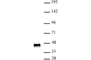 SMARCB1 antibody (mAb) (Clone 2C2) tested by Western blot. (SMARCB1 抗体)