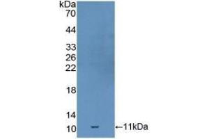 Detection of Recombinant GDF10, Mouse using Polyclonal Antibody to Growth Differentiation Factor 10 (GDF10) (GDF10 抗体  (AA 339-477))