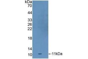 Detection of Recombinant GDF10, Mouse using Polyclonal Antibody to Growth Differentiation Factor 10 (GDF10)