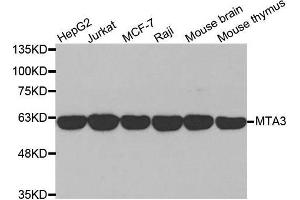 Western blot analysis of extracts of various cell lines, using MTA3 antibody. (MTA3 抗体  (AA 40-330))