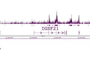 Histone H2B acetyl Lys120 pAb tested by ChIP-Seq. (Histone H2B 抗体  (acLys120))