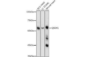 Western blot analysis of extracts of various cell lines, using QSOX1 antibody (ABIN1682419, ABIN3018481 and ABIN7101617) at 1:1000 dilution. (QSOX1 抗体)
