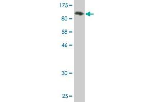 Western Blot detection against Immunogen (91. (SNX9 抗体  (AA 1-595))