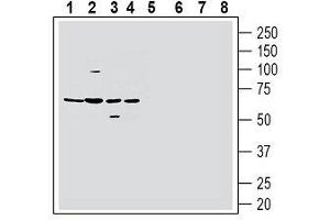Western Blotting (WB) image for anti-Histamine Receptor H1 (HRH1) (AA 176-191), (Extracellular) antibody (ABIN7043269)