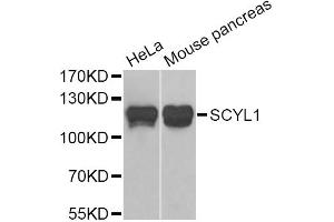 Western blot analysis of extracts of various cell lines, using SCYL1 Antibody (ABIN5974072) at 1/1000 dilution. (SCYL1 抗体)