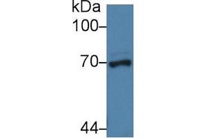 Western blot analysis of Pig Liver lysate, using Human NUP62 Antibody (3 µg/ml) and HRP-conjugated Goat Anti-Rabbit antibody ( (NUP62 抗体  (AA 186-432))