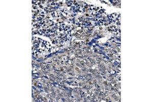 IHC analysis of POLR2A using anti-POLR2A antibody (ABIN7599598). (POLR2A/RPB1 抗体  (AA 10-321))