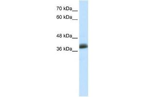 SAP30BP antibody used at 5 ug/ml to detect target protein.