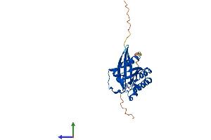 Protein Structure (PS) image for RAB5A, Member RAS Oncogene Family (RAB5A) (AA 1-215) protein (His tag) (ABIN7555104)
