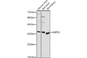 Western blot analysis of extracts of various cell lines, using G6PC3 antibody (ABIN7267401) at 1:1000 dilution. (G6PC3 抗体  (AA 50-150))