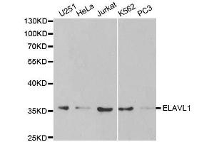 Western blot analysis of extracts of various cell lines, using ELAVL1 antibody. (ELAVL1 抗体  (AA 1-326))