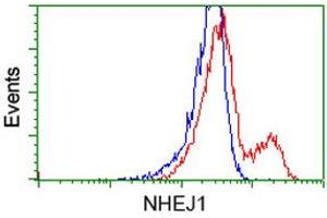 HEK293T cells transfected with either RC203393 overexpress plasmid (Red) or empty vector control plasmid (Blue) were immunostained by anti-NHEJ1 antibody (ABIN2453925), and then analyzed by flow cytometry. (NHEJ1 抗体)