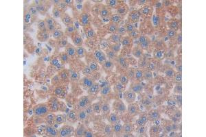 IHC-P analysis of Mouse Tissue, with DAB staining. (COL2A1 抗体  (AA 677-817))