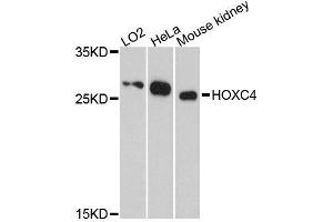 Western blot analysis of extracts of various cell lines, using HOXC4 antibody (ABIN5996490) at 1:3000 dilution. (HOXC4 抗体)