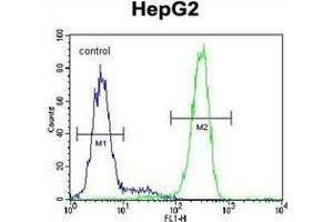 Flow cytometric analysis of HepG2 cells using LRRC40 Antibody (C-term) Cat. (LRRC40 抗体  (C-Term))