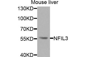 Western blot analysis of extracts of mouse liver cells, using NFIL3 antibody. (NFIL3 抗体)