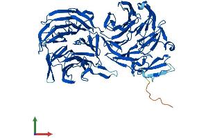 AlphaFold protein structure predicition of Mouse Recombinant Eml2 Protein, UniprotID Q7TNG5