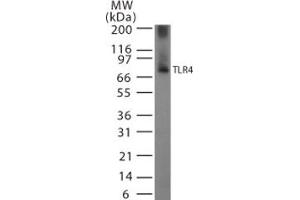 Image no. 3 for anti-Toll-Like Receptor 4 (TLR4) (AA 418-435) antibody (ABIN208630) (TLR4 抗体  (AA 418-435))
