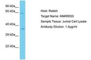 Image no. 1 for anti-Ankyrin Repeat Domain 55 (ANKRD55) (AA 317-366) antibody (ABIN6750677) (ANKRD55 抗体  (AA 317-366))