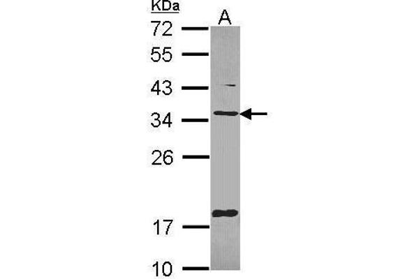 TMX1 antibody  (C-Term)