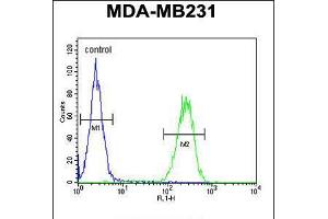 Flow cytometric analysis of MDA-MB231 cells (right histogram) compared to a negative control cell (left histogram). (PRSS3 抗体  (N-Term))