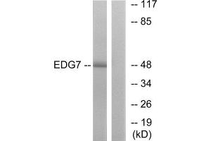 Western Blotting (WB) image for anti-Lysophosphatidic Acid Receptor 3 (LPAR3) (C-Term) antibody (ABIN1852940) (LPAR3 抗体  (C-Term))