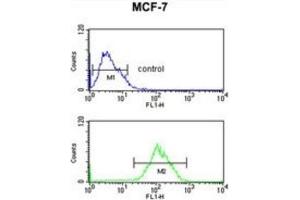 Flow Cytometry (FACS) image for anti-Chromobox Homolog 1 (CBX1) antibody (ABIN3003963) (CBX1 抗体)