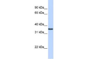 WB Suggested Anti-COPS5 Antibody Titration:  0. (COPS5 抗体  (N-Term))