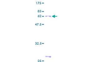 Annexin A3 Protein (ANXA3) (AA 1-323) (GST tag)
