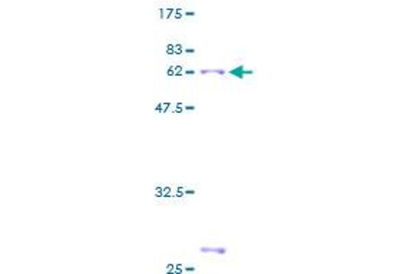 Annexin A3 Protein (ANXA3) (AA 1-323) (GST tag)
