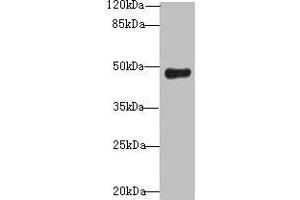 Western blot All lanes: RNF128 antibody at 12 μg/mL + Mouse liver tissue Secondary Goat polyclonal to rabbit IgG at 1/10000 dilution Predicted band size: 47, 45 kDa Observed band size: 47 kDa (RNF128 抗体  (AA 229-400))