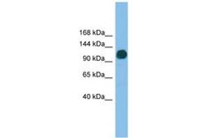 Image no. 1 for anti-Ubiquitin Specific Peptidase 36 (USP36) (AA 71-120) antibody (ABIN6745197) (USP36 抗体  (AA 71-120))