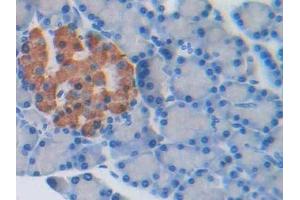 DAB staining on IHC-P; Samples: Rat Pancreas Tissue (PRSS8 抗体  (AA 124-342))