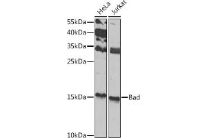 Western blot analysis of extracts of various cell lines, using Bad antibody (ABIN3022202, ABIN3022203, ABIN3022204 and ABIN6218665) at 1:1000 dilution. (BAD 抗体  (C-Term))