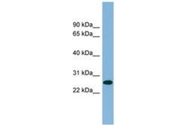 SRSF12 antibody  (AA 179-228)