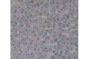 IHC-P analysis of Rat Tissue, with DAB staining. (Complement Factor B 抗体  (AA 34-159))