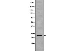Western blot analysis of HP1gamma using 293 whole cell lysates (CBX3 抗体  (Internal Region))