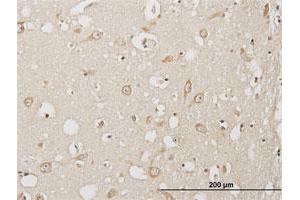 Immunoperoxidase of purified MaxPab antibody to USP3 on formalin-fixed paraffin-embedded human cerebral cortex. (USP3 抗体  (AA 1-520))