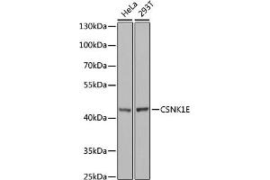 Western blot analysis of extracts of various cell lines, using CSNK1E antibody (ABIN6128970, ABIN6139116, ABIN6139117 and ABIN7101448) at 1:1000 dilution. (CK1 epsilon 抗体  (AA 247-416))