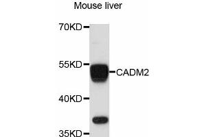 Western blot analysis of extracts of mouse liver, using CADM2 antibody (ABIN4903105) at 1:3000 dilution. (CADM2 抗体)